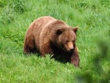 Oso pardo